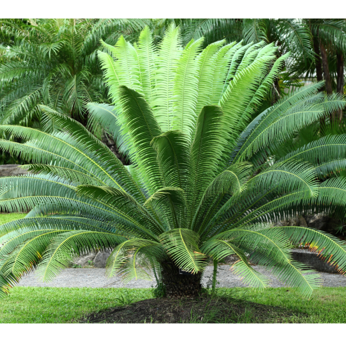 Cycas revoluta