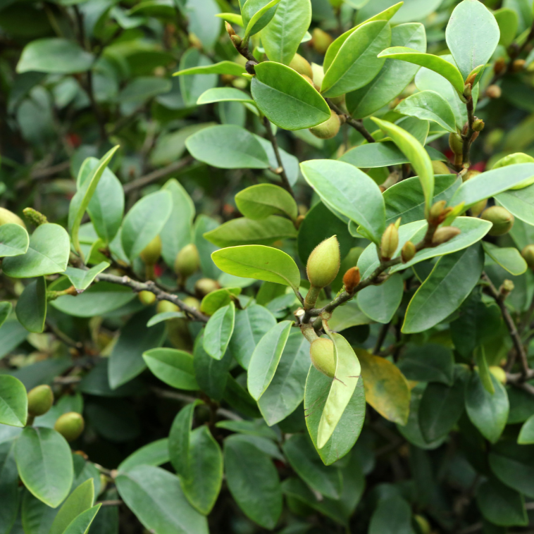 Michelia Figo Port Wine Magnolia