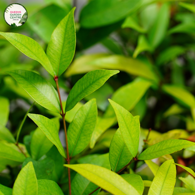 Lilly Pilly Resilience (Syzygium australe (Resilience)