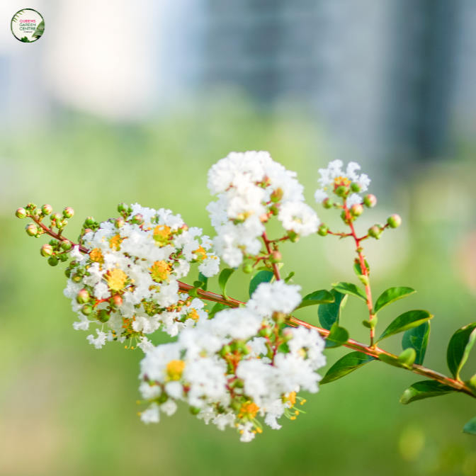 Lagerstroemia Natchez Crepe Myrtle