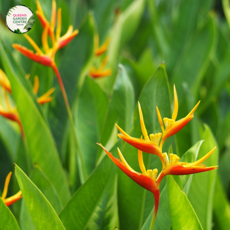 Heliconia Psittacorum Nickeriensis