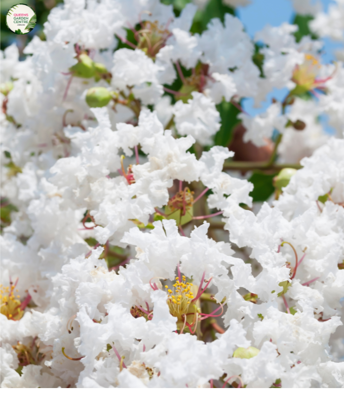 Lagerstroemia Natchez Crepe Myrtle