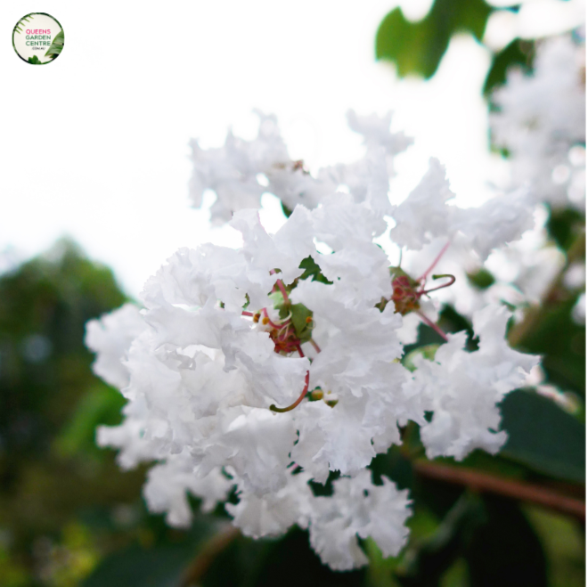 Lagerstroemia Fauriei Fantasy (Crepe myrtle)