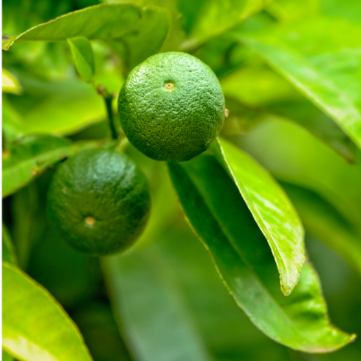 Lemon (Citrus aurantifolia "Lime Sublime")