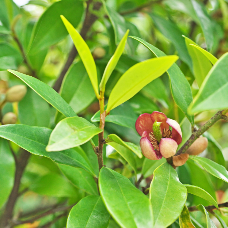 Michelia Figo Port Wine Magnolia