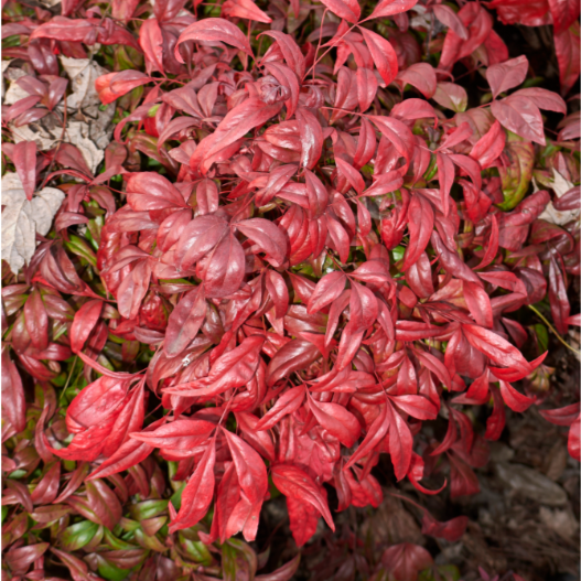 Nandina domestica 'Nana'