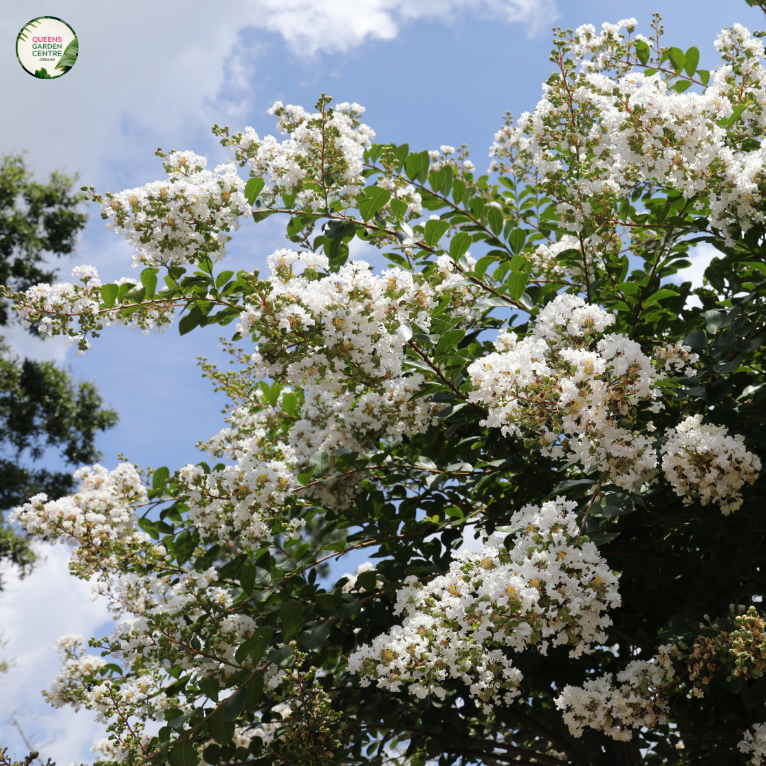 Lagerstroemia Fauriei Fantasy (Crepe myrtle)