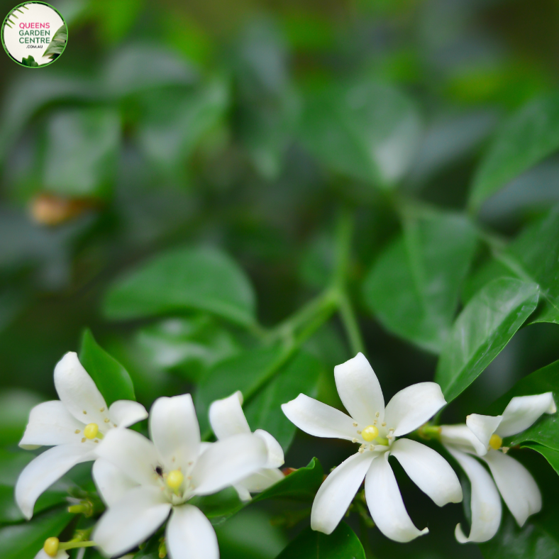 Murraya paniculata Min-a-Min