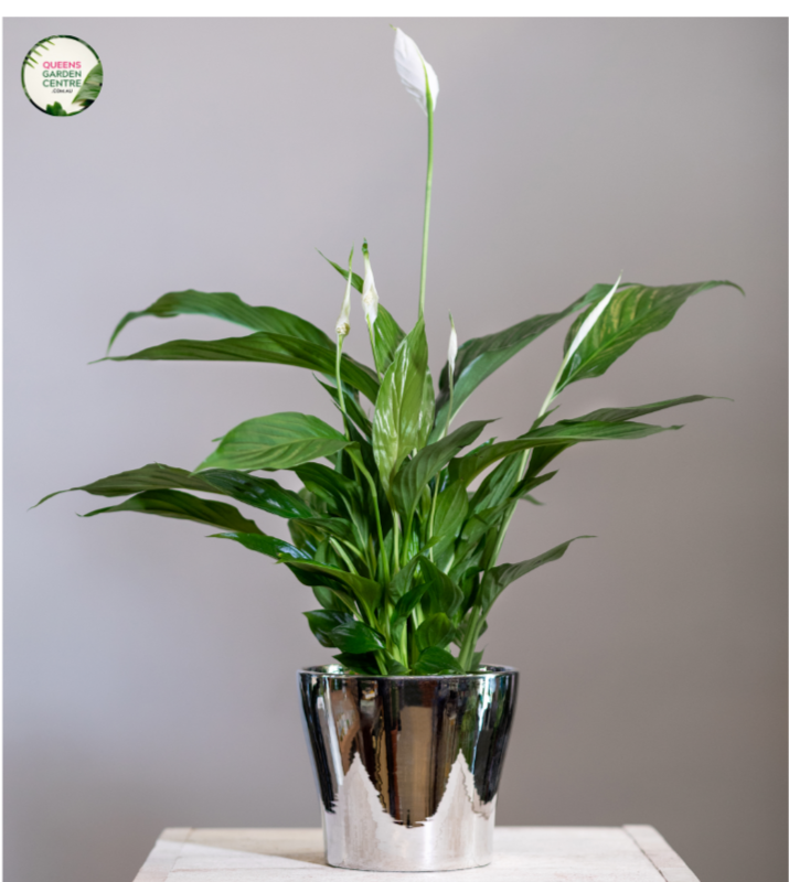 Spathiphyllum Sweet Chico