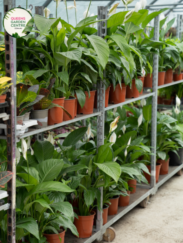 Close-up of a Spathiphyllum 'Sweet Lauretta' plant. The image features a striking white spathe, a large, petal-like bract, encircling a pale green spadix, which is a central column covered in tiny flowers. The spathe is smooth and glossy, with a slightly curved shape that tapers to a pointed tip. Surrounding the spathe are broad, dark green leaves with a leathery texture and prominent veins.