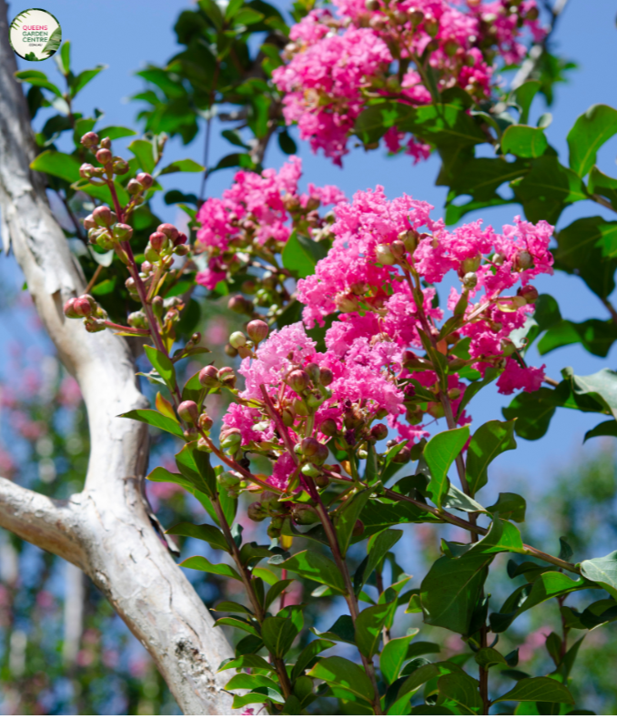 Lagerstroemia indica New Orleans Crepe Myrtle Standards