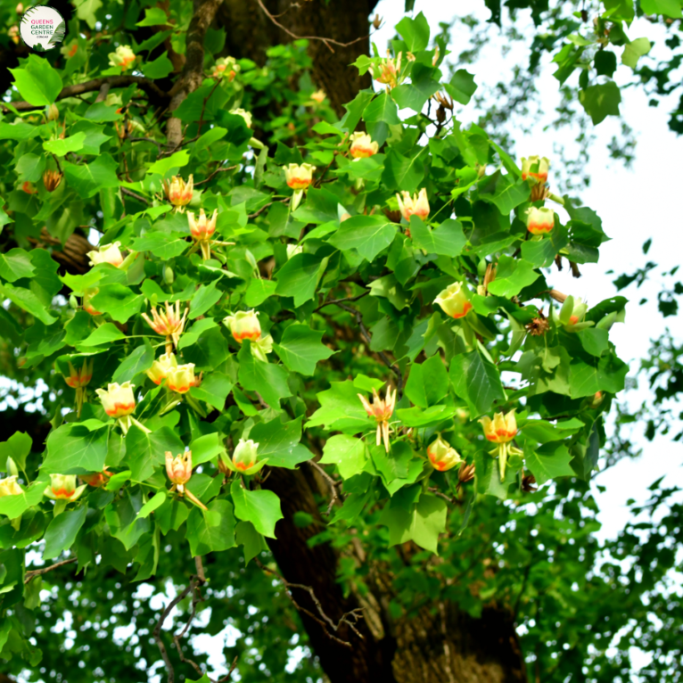 Liriodendron Tulipifera 'Fastigiata'