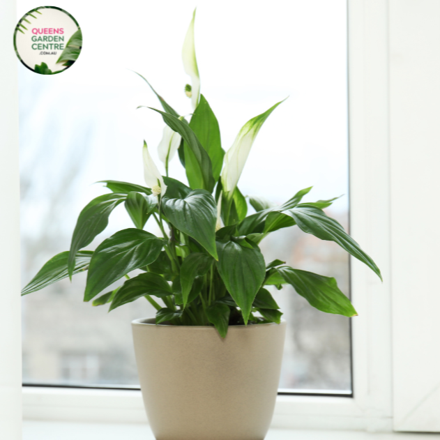 Close-up of a Spathiphyllum 'Sweet Lauretta' plant. The image features a striking white spathe, a large, petal-like bract, encircling a pale green spadix, which is a central column covered in tiny flowers. The spathe is smooth and glossy, with a slightly curved shape that tapers to a pointed tip. Surrounding the spathe are broad, dark green leaves with a leathery texture and prominent veins.