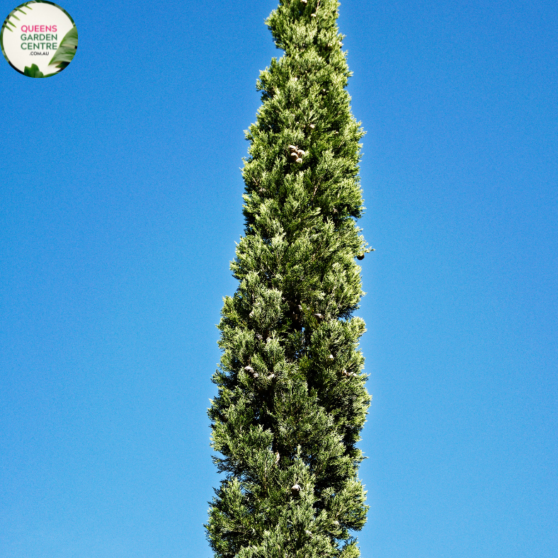 Cupressus sempervirens 'Nitschke's Needles'