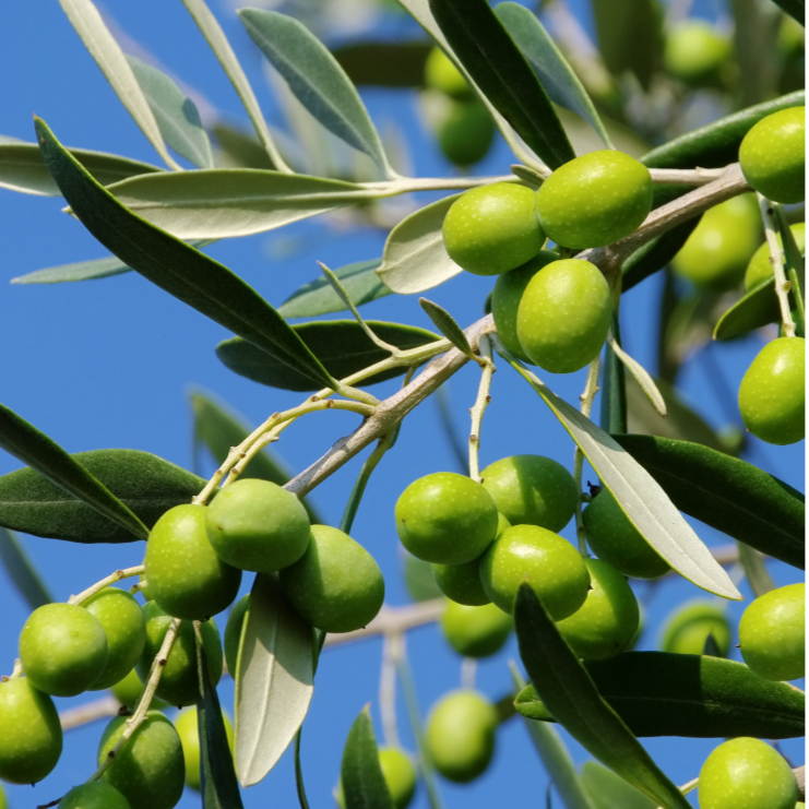 Oliven Olea Europaea Paragon