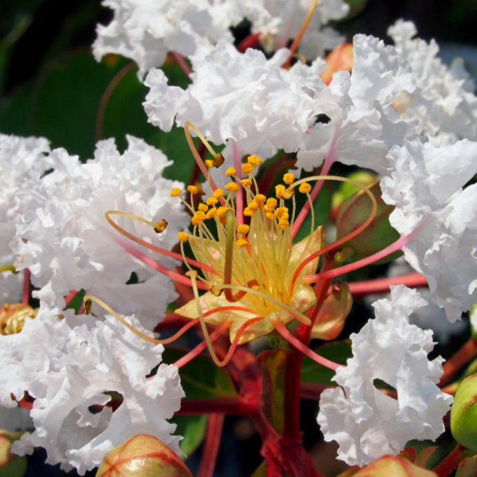 Lagerstroemia Diamonds in the Dark 'Pure White'