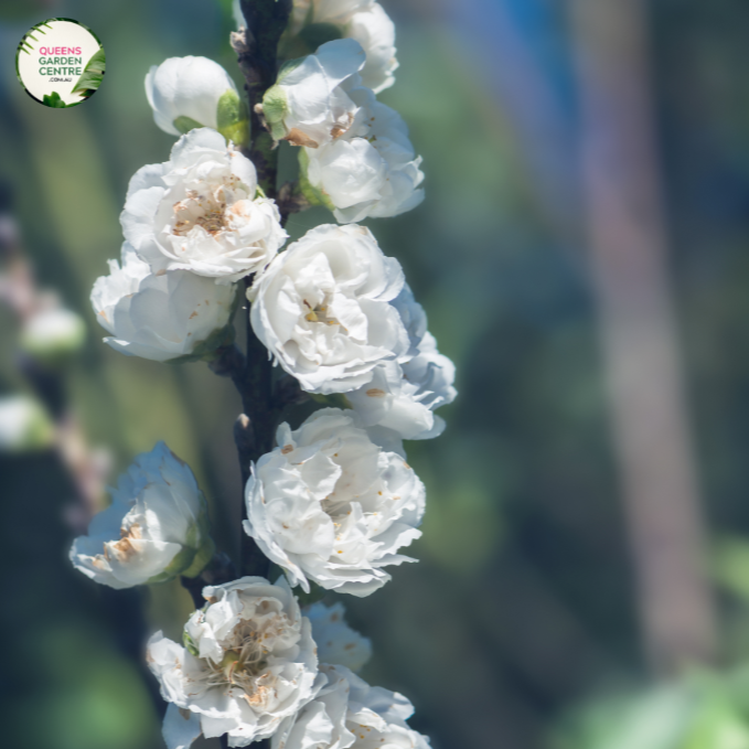 Prunus persica ‘White’ – White Flowering Peach