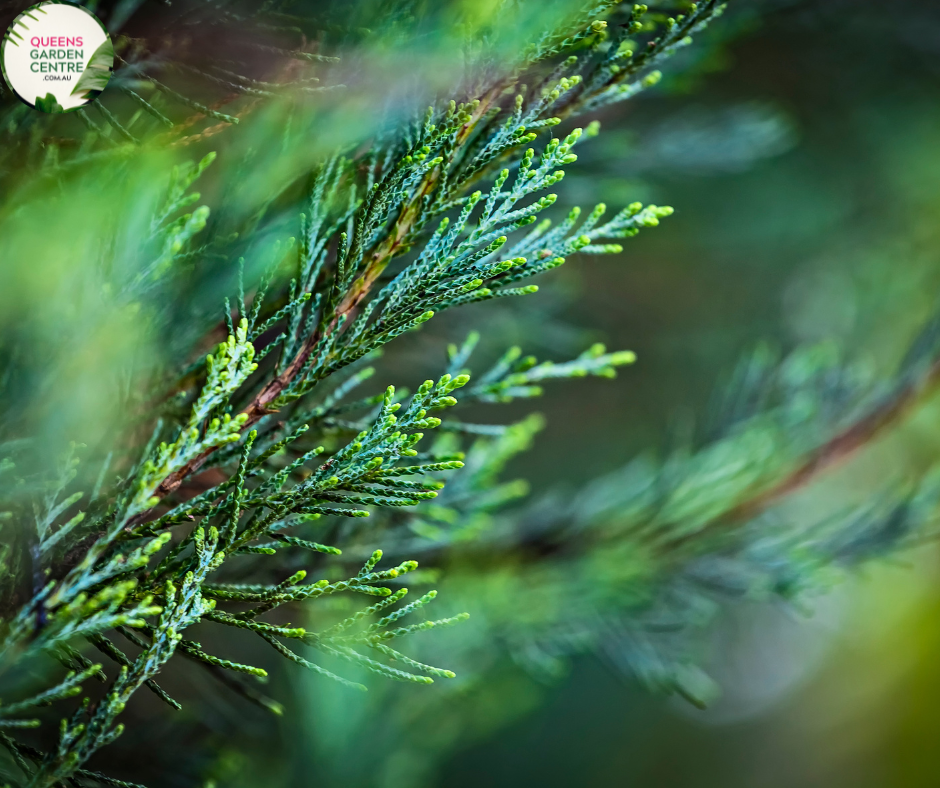 Cupressus sempervirens 'Nitschke's Needles'