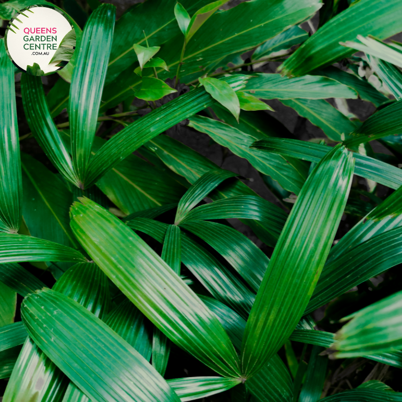 Rhapis Excelsa Multi Planted