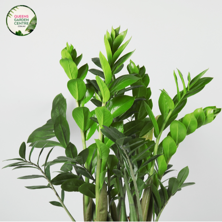 Zamioculcas Zamiifolia Jungle Warrior