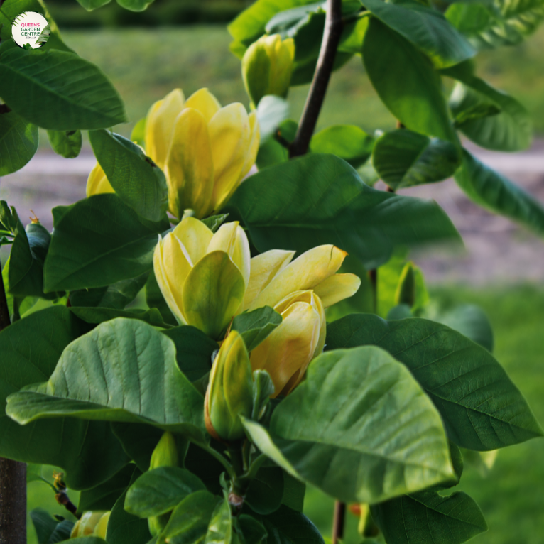 Close-up of a Magnolia 'Elizabeth' plant. The image features a beautiful, creamy yellow flower with large, oval petals that taper to a slight point. The petals are smooth and slightly glossy, arranged symmetrically to form a cup-like bloom. At the center of the flower, a cluster of prominent yellow stamens adds texture and depth.