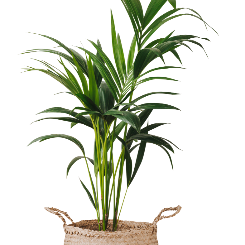 Mexican butterfly palm (Chamaedorea atrovirens)