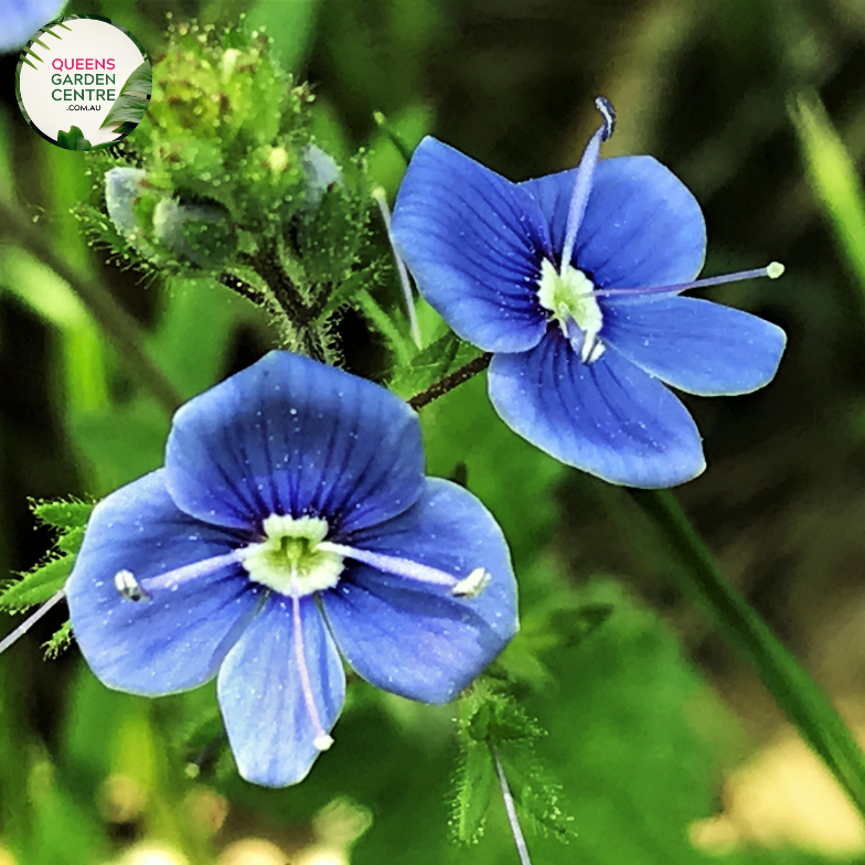 "A close-up view of the Veronica perfoliata plant, showcasing its unique characteristics. This herbaceous perennial features opposite leaves that appear fused or perfoliate around the stem, creating an interesting botanical arrangement. In this visual, the plant is adorned with spikes of small, blue to violet flowers.