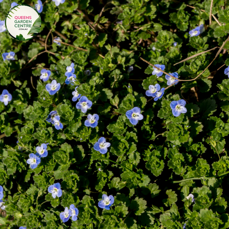 "A close-up view of the Veronica perfoliata plant, showcasing its unique characteristics. This herbaceous perennial features opposite leaves that appear fused or perfoliate around the stem, creating an interesting botanical arrangement. In this visual, the plant is adorned with spikes of small, blue to violet flowers.