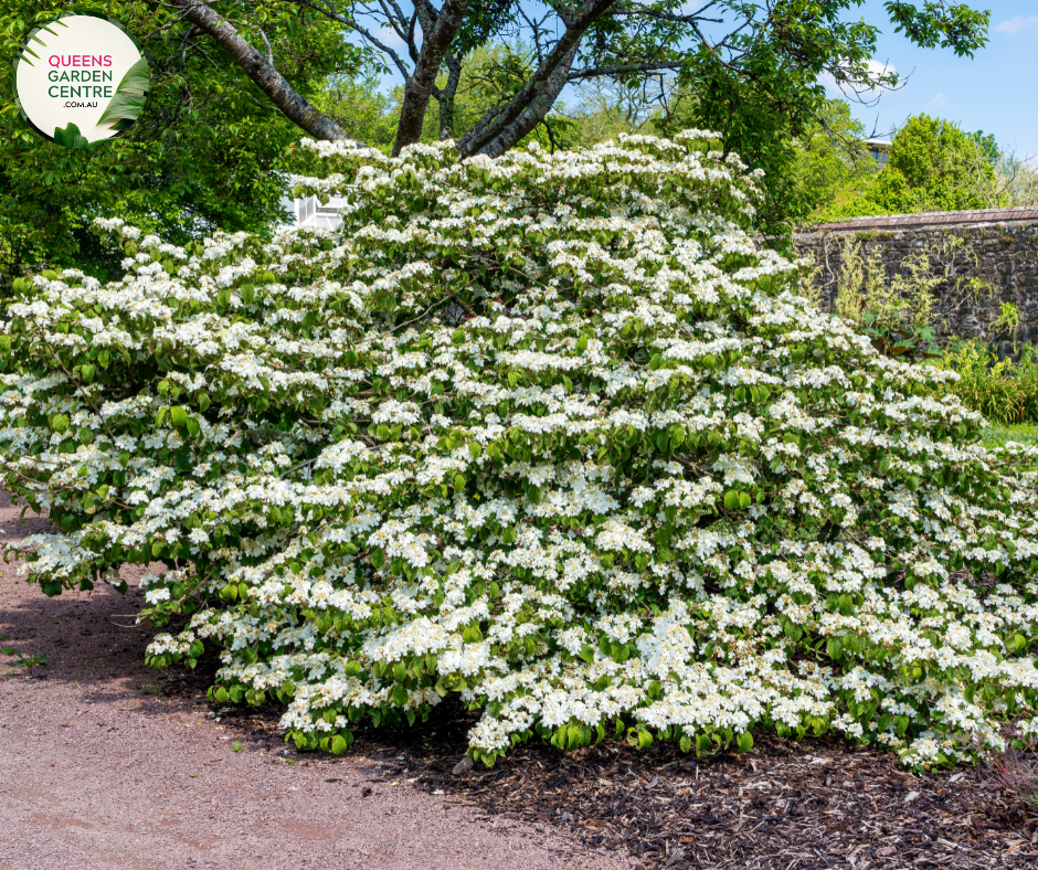 "A captivating image of the Viburnum plicatum f. tomentosum 'Shasta' plant, showcasing its ornamental qualities. This deciduous shrub features a tiered and horizontal branching structure adorned with lacecap clusters of white flowers. 'Shasta' is a cultivar of Viburnum plicatum f. tomentosum, prized for its elegant form and charming floral display.
