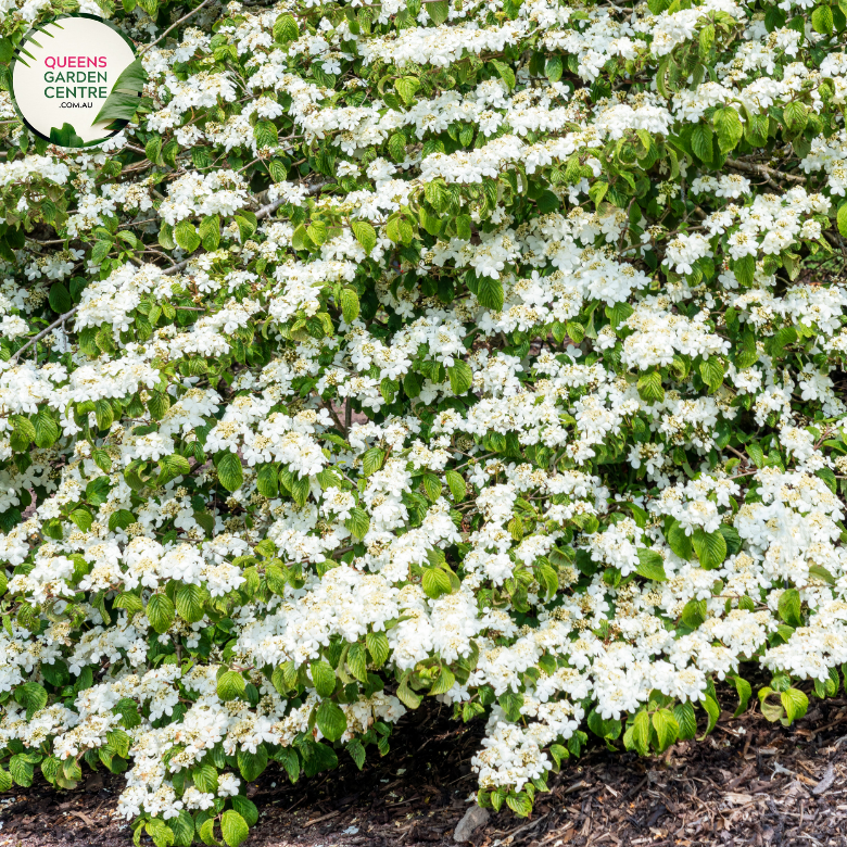 "A captivating image of the Viburnum plicatum f. tomentosum 'Shasta' plant, showcasing its ornamental qualities. This deciduous shrub features a tiered and horizontal branching structure adorned with lacecap clusters of white flowers. 'Shasta' is a cultivar of Viburnum plicatum f. tomentosum, prized for its elegant form and charming floral display.