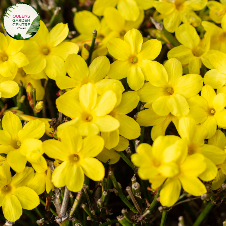 Close-up of Winter Jasmine (Jasminum nudiflorum): This image captures the delicate, bright yellow flowers of the Winter Jasmine plant in full bloom. Each flower consists of five petals arranged in a star-like shape, with a cluster of golden stamens at the center. The flowers are attached to slender, arching stems adorned with small, opposite leaves.