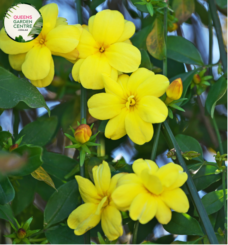 Close-up of Winter Jasmine (Jasminum nudiflorum): This image captures the delicate, bright yellow flowers of the Winter Jasmine plant in full bloom. Each flower consists of five petals arranged in a star-like shape, with a cluster of golden stamens at the center. The flowers are attached to slender, arching stems adorned with small, opposite leaves.