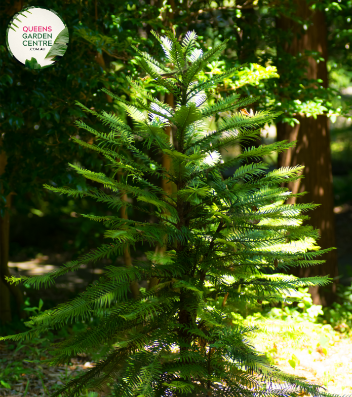 "A captivating image of the Wollemia nobilis plant, commonly known as the Wollemi Pine. This coniferous tree is renowned for its ancient lineage and distinctive appearance. The tree features a unique arrangement of foliage with dark green, fern-like leaves arranged in spirals along its branches. 'Wollemi Pine' is celebrated for its rare and endangered status, adding to its botanical significance.