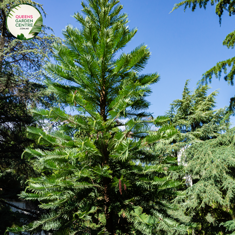 "A captivating image of the Wollemia nobilis plant, commonly known as the Wollemi Pine. This coniferous tree is renowned for its ancient lineage and distinctive appearance. The tree features a unique arrangement of foliage with dark green, fern-like leaves arranged in spirals along its branches. 'Wollemi Pine' is celebrated for its rare and endangered status, adding to its botanical significance.