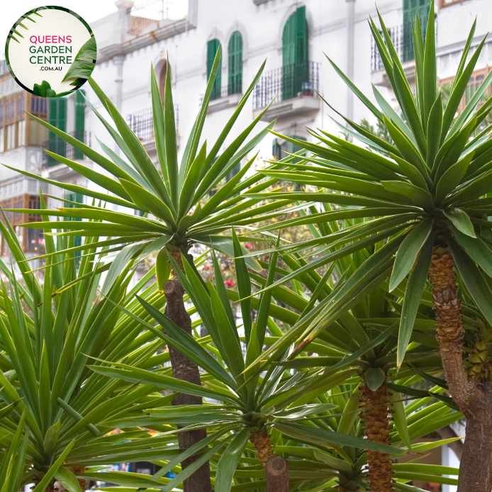 Alt text: Close-up photo of a Yucca elephantipes plant, commonly known as the Spineless Yucca or Giant Yucca. The tropical plant features a cluster of long, sword-shaped leaves with a striking green color and a rosette arrangement. The photo captures the architectural beauty of the Yucca elephantipes, highlighting its spiky, yet elegant, foliage.