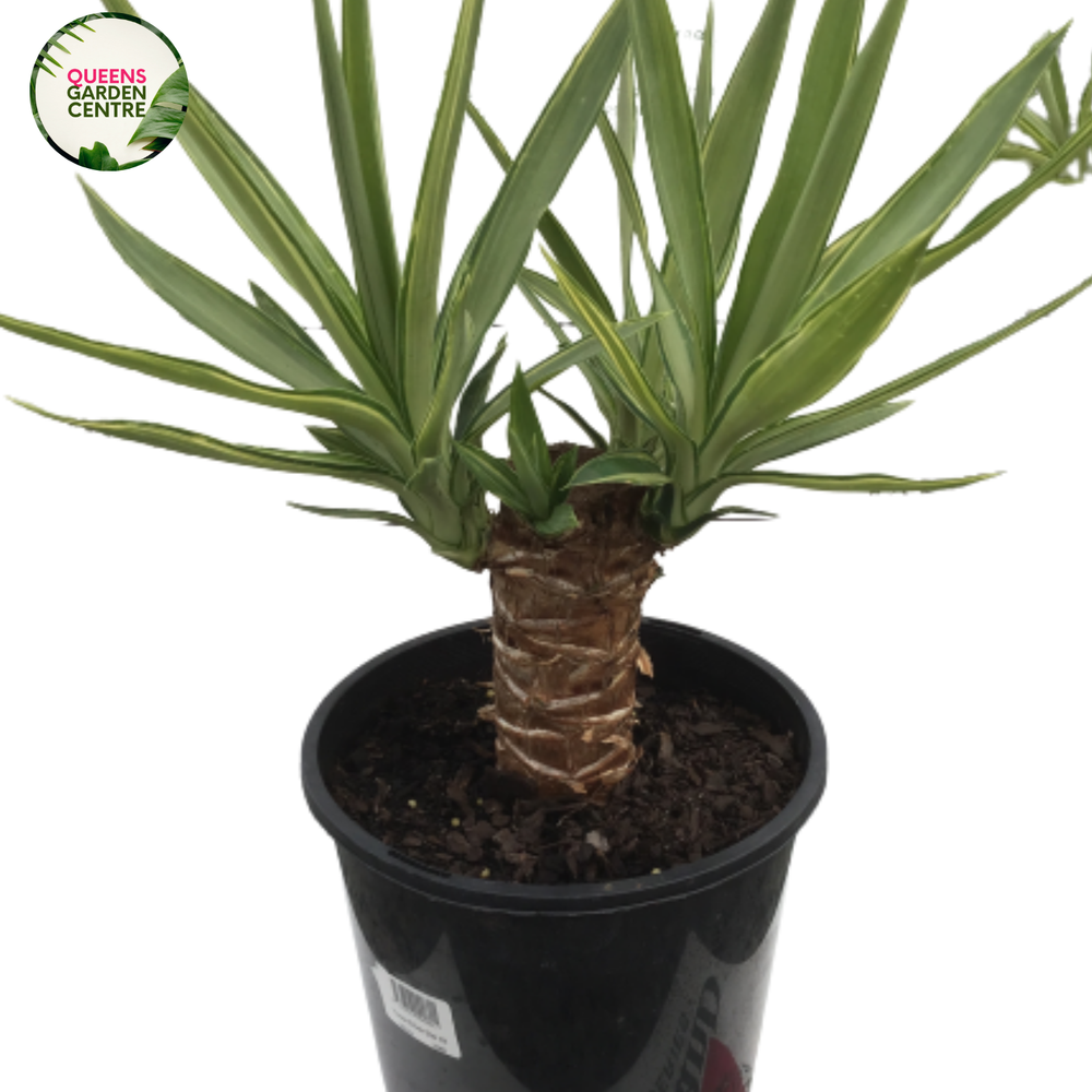 Yucca Silver Star is a striking succulent with long, narrow silver-green leaves, forming a rosette and topped with white flowers.