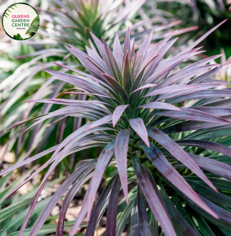 "A striking image of the Yucca desmetiana plant, showcasing its architectural and ornamental qualities. This evergreen succulent features sword-like leaves that gracefully arch outward in an attractive rosette form. The leaves exhibit a rich green color with subtle variegation, creating a visually appealing texture. Yucca desmetiana is prized for its resilience and sculptural presence, making it an excellent choice for arid and contemporary garden landscapes.