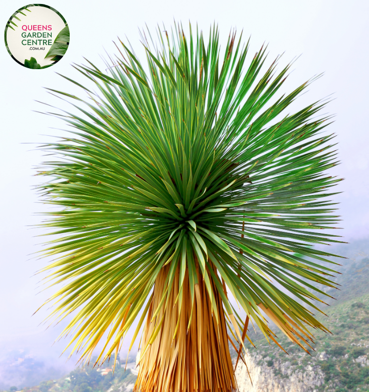 Alt text: Yucca rostrata 'Sapphire Skies', also known as Blue Beaked Yucca, showcases a striking rosette of slender blue-green leaves. This drought-tolerant plant features a unique trunk with a distinctive silhouette, making it an eye-catching addition to xeriscape gardens and arid landscapes.