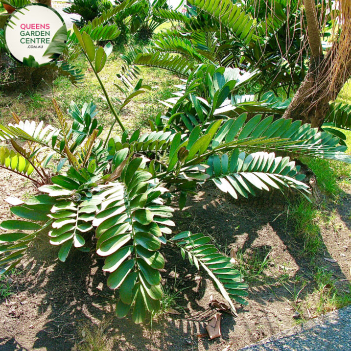 Alt text: Zamia furfuracea, commonly known as the Cardboard Palm or Mexican Cycad, displays a cluster of stiff, leathery, dark green fronds emerging from a central trunk. Its prehistoric appearance adds a unique touch to tropical and subtropical landscapes, making it a popular choice for botanical gardens and indoor plant collections.