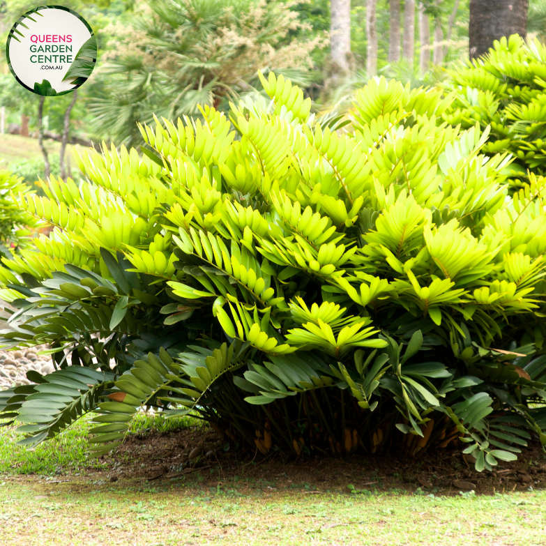 Alt text: Zamia furfuracea, commonly known as the Cardboard Palm or Mexican Cycad, displays a cluster of stiff, leathery, dark green fronds emerging from a central trunk. Its prehistoric appearance adds a unique touch to tropical and subtropical landscapes, making it a popular choice for botanical gardens and indoor plant collections.