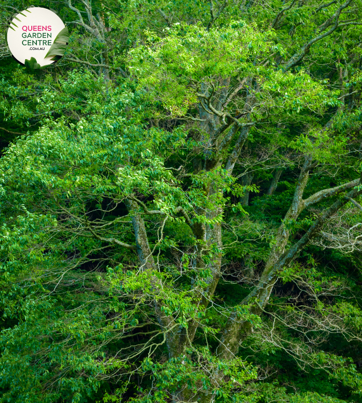 An elegant image of the Zelkova serrata 'Green Vase' plant, showcasing its ornamental attributes. This deciduous tree displays a graceful, vase-shaped silhouette with serrated green leaves that turn vibrant shades of orange and red in the fall. 'Green Vase' is a cultivar of Zelkova serrata, valued for its stately form and captivating seasonal color changes. The image captures the beauty and structural appeal of this Zelkova variety,
