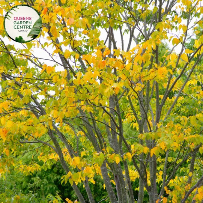 Alt text: Zelkova serrata, the Japanese Elm Tree, featuring a graceful form and serrated, elliptical leaves. This deciduous tree is known for its elegant appearance, providing shade and visual interest to landscapes. It is valued for its adaptability and resilience, making it a popular choice in various garden settings.