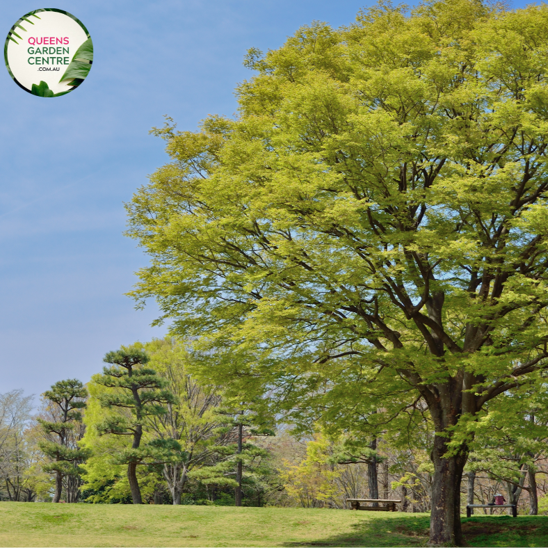 Alt text: Zelkova serrata, the Japanese Elm Tree, featuring a graceful form and serrated, elliptical leaves. This deciduous tree is known for its elegant appearance, providing shade and visual interest to landscapes. It is valued for its adaptability and resilience, making it a popular choice in various garden settings.