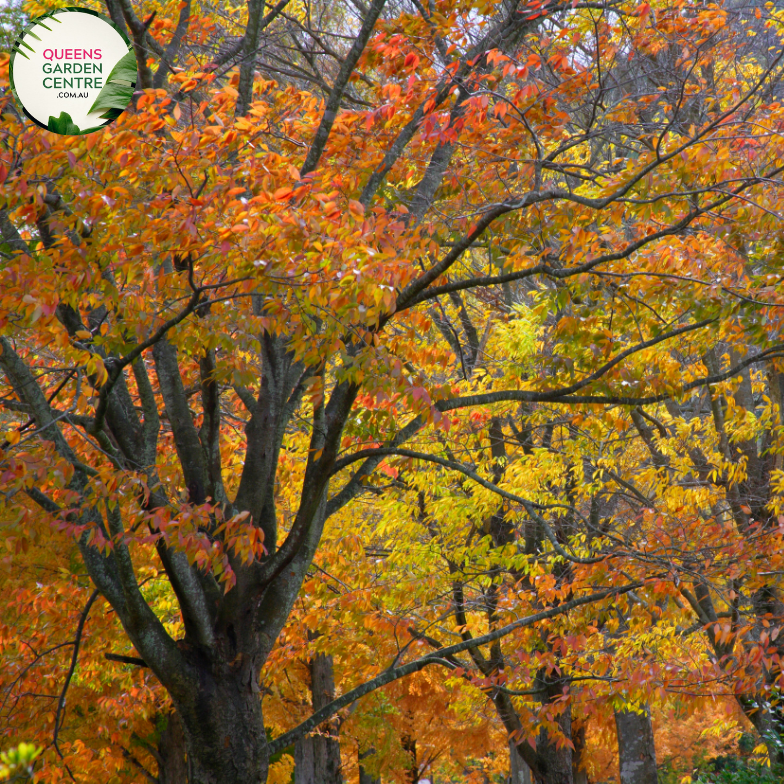 Alt text: Zelkova serrata 'Schmidtlow Wireless™,' a compact and ornamental Japanese Elm tree with a graceful form and serrated leaves. This deciduous tree is a space-efficient choice, perfect for landscapes where a smaller variety is desired. It adds beauty and structure to gardens while maintaining a manageable size.
