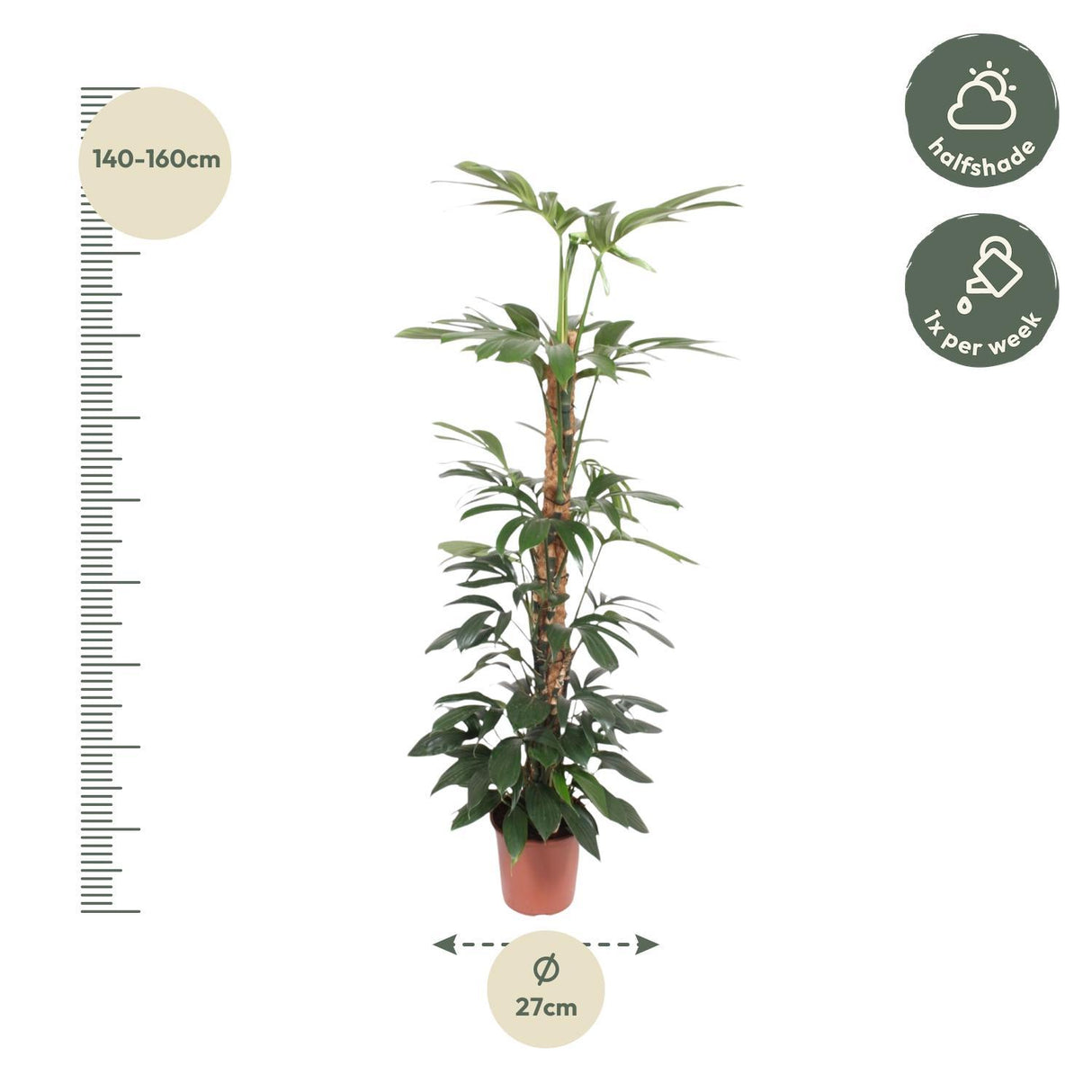 Philodendron Dragon Tail moss stick