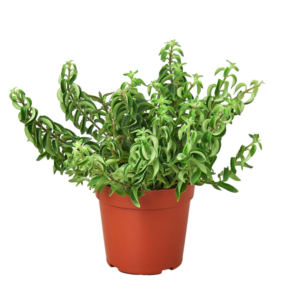 Curly Lipstick Plant