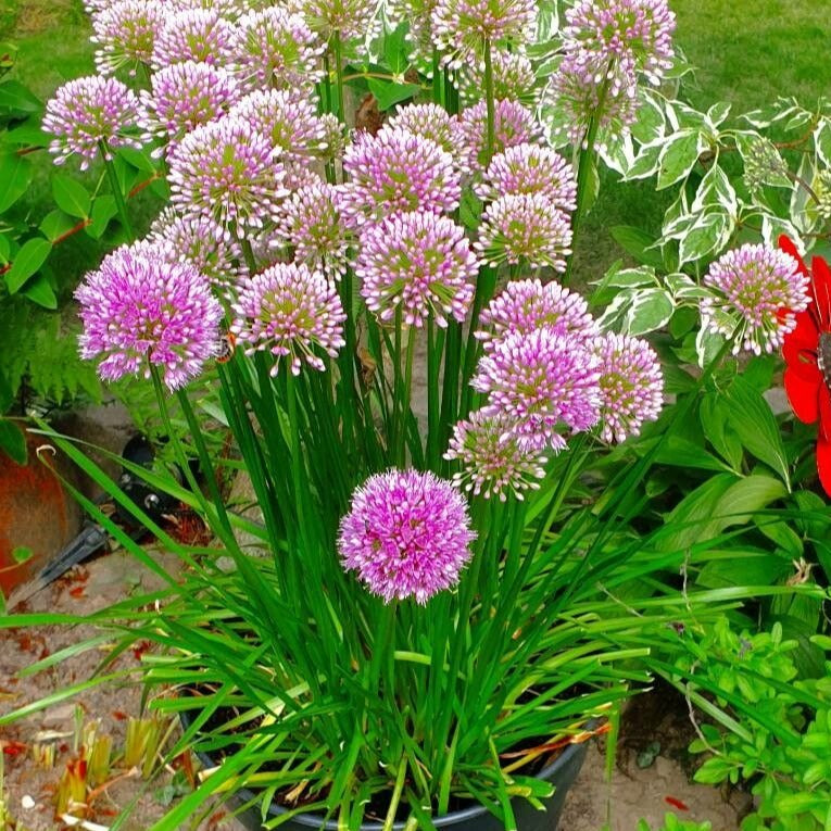 Allium Luna