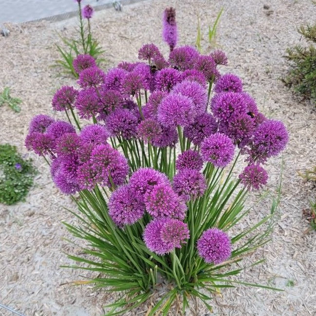 Allium Luna