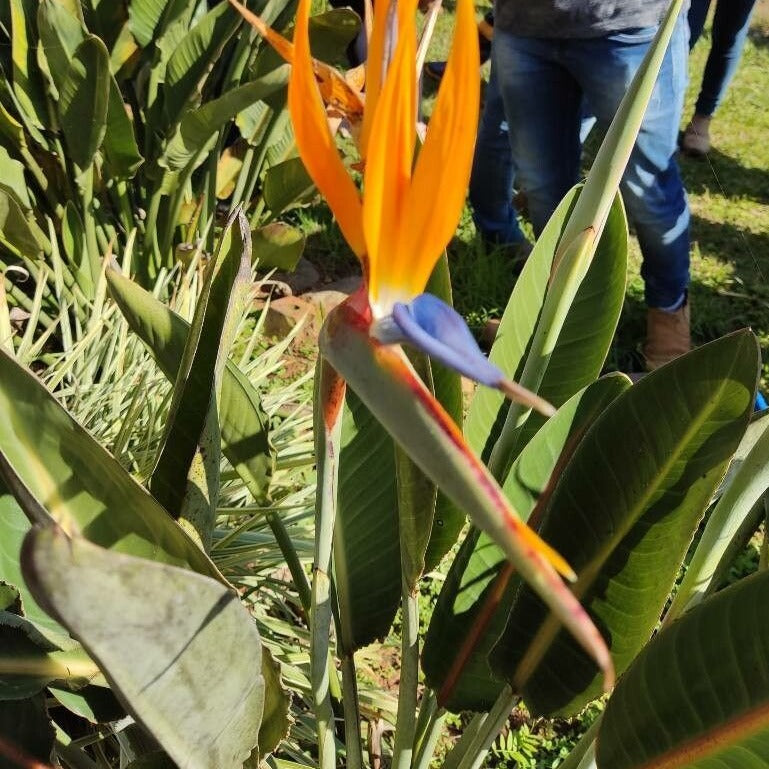 Strelitzia parvifolia var. juncea