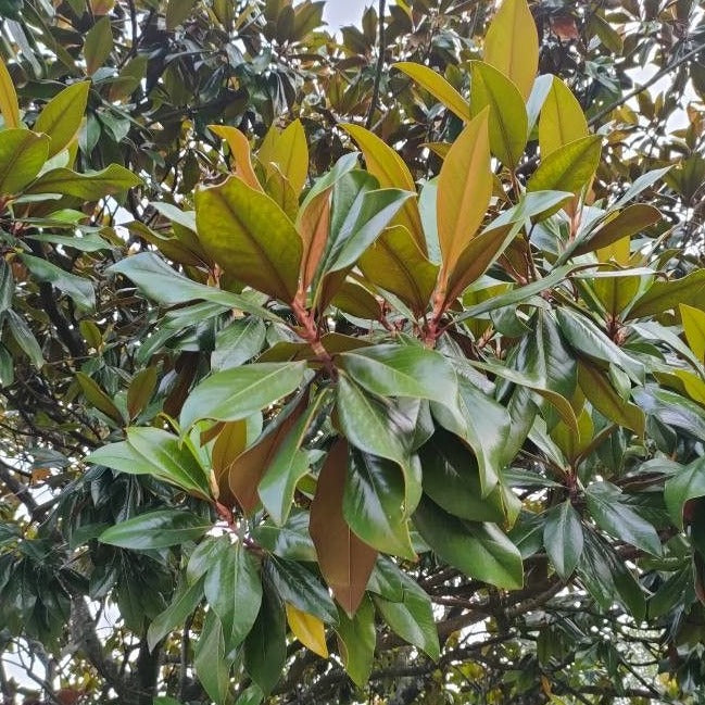 Magnolia Grandiflora 'Teddy Bear'
